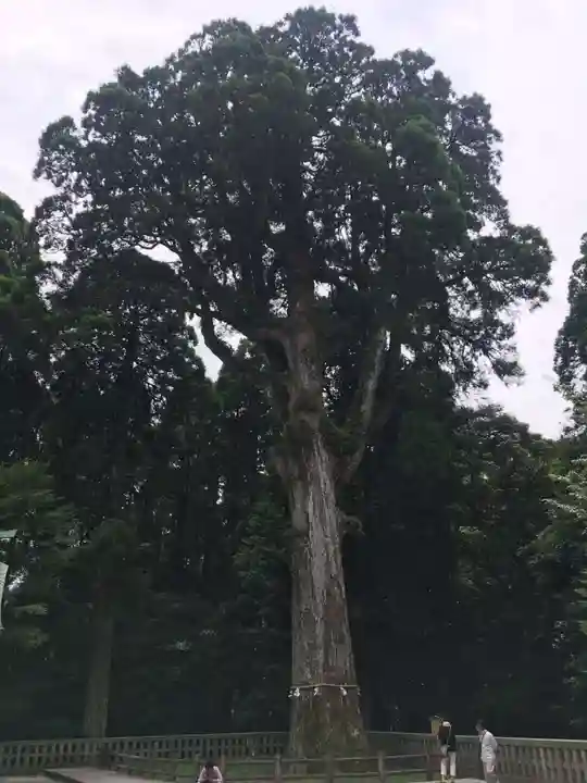 霧島神宮の自然