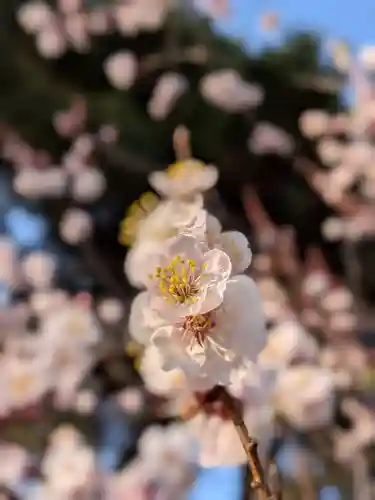 蓮華寺(東京都)