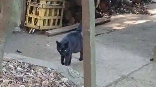 代々木八幡宮の動物