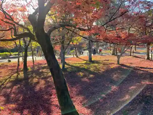 東福禅寺（東福寺）の自然