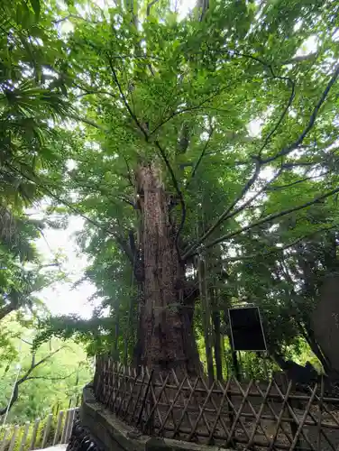 王子神社の自然