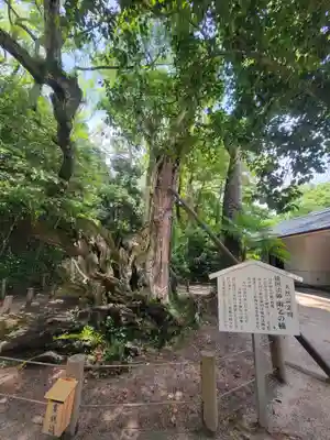 大山祇神社(愛媛県)