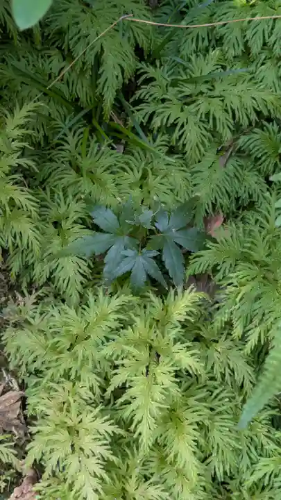 宝蔵寺(京都府)