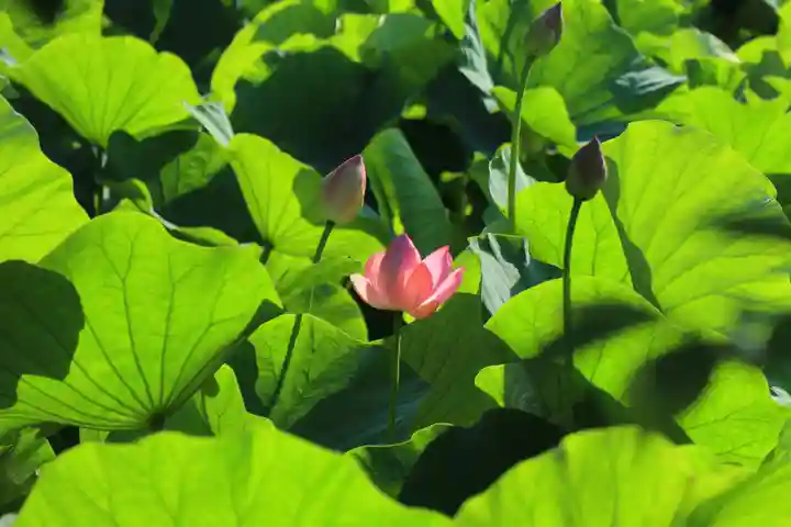 鶴岡八幡宮(神奈川県)