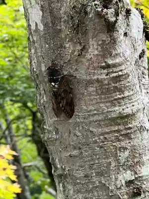 陽林寺(福島県)