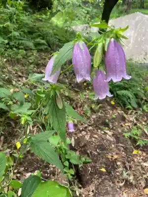 三毳神社（奥宮）の自然
