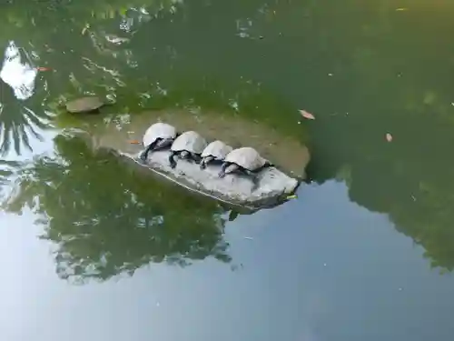 出雲大社北島国造館 出雲教の動物