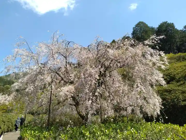 三室戸寺(京都府)