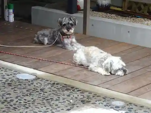 菊名神社の動物