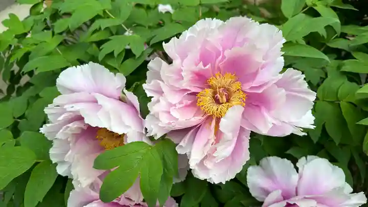 長泉院(埼玉県)