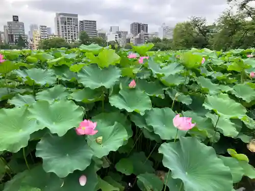 寛永寺不忍池弁天堂の景色