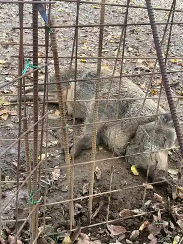 坪沼八幡神社の動物