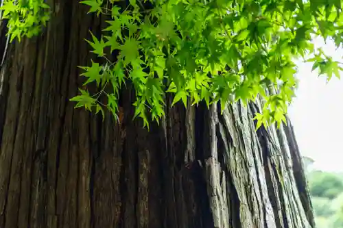 御山神社(厳島神社奧宮)(広島県)