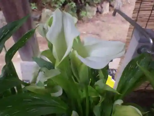 嘉川八幡宮(山口県)