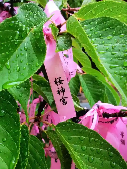 桜神宮(東京都)