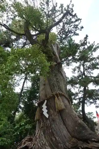 住吉大社の自然