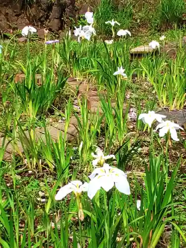 鳩森八幡神社の自然