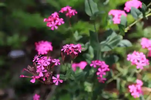 岩上神社の自然