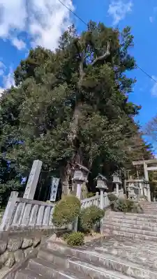 伊波乃西神社の{uncategorized: "未分類", other: "その他", undefined: "問題あり", building: "その他建物", grave: "お墓", sacred_gate: "鳥居", guardian: "狛犬", statue: "像", buddha: "仏像", history: "歴史", nature: "自然", garden: "庭園", animal: "動物", pagoda: "塔", temizu: "手水舎", mountain_gate: "山門・神門", sanctuary: "本殿・本堂", subordinate: "末社・摂社", art: "芸術", scenery: "景色", jizo: "地蔵", ema: "絵馬", goshuin: "御朱印", omikuji: "おみくじ", items: "授与品その他", amulet: "お守り", goshuincho: "御朱印帳", eats: "食事", festival: "お祭り", votive_dance: "神楽", shichigosan: "七五三参", wedding: "結婚式", experience: "体験その他", initially: "初詣", around: "周辺", anti_infection: "感染症対策"}