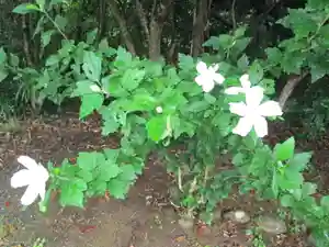 屋久島大社の自然(2022年07月22日(金) 11時28分14秒投稿)