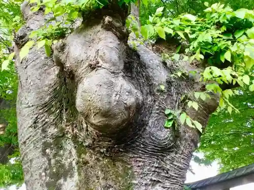 春日神社の自然