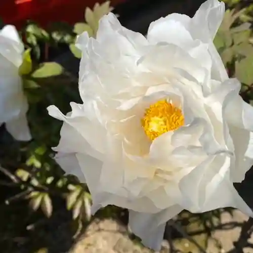 御霊神社の自然