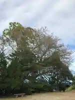 河内阿蘇神社の自然