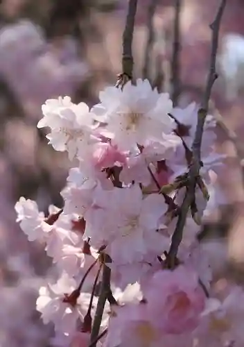 日吉大社の自然