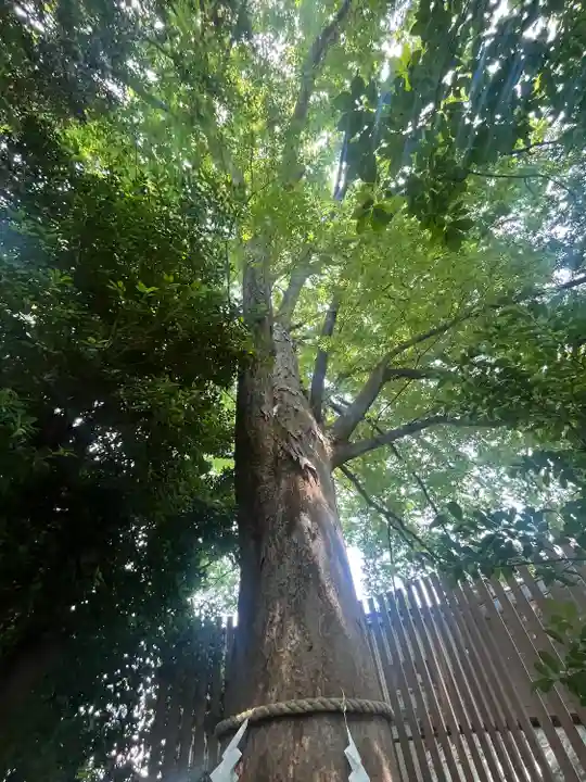 鎮守氷川神社(埼玉県)