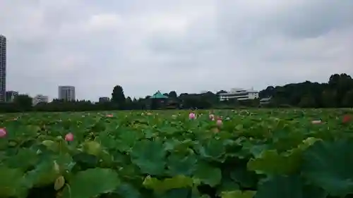 寛永寺不忍池弁天堂の庭園