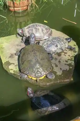葛原岡神社の動物