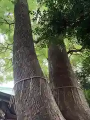 鳩ヶ谷氷川神社(埼玉県)