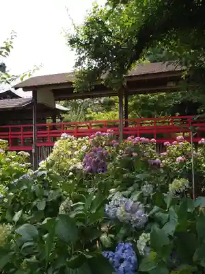 本土寺(千葉県)