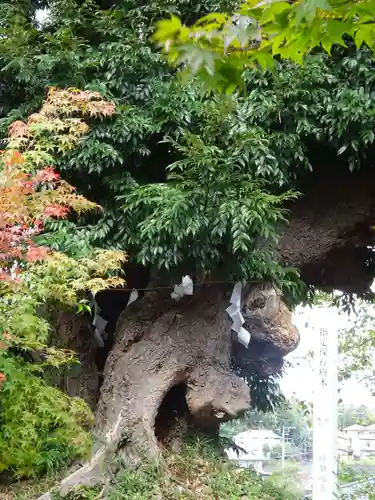 高森神社の自然