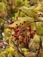 三輪神社の自然