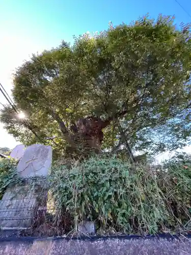 犬塚・犬塚の欅の自然