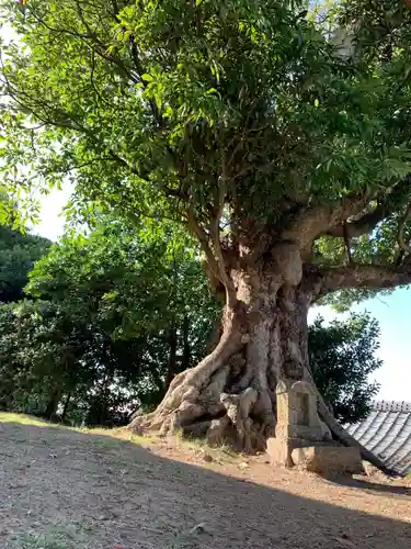 大聖寺(波切不動尊)の自然