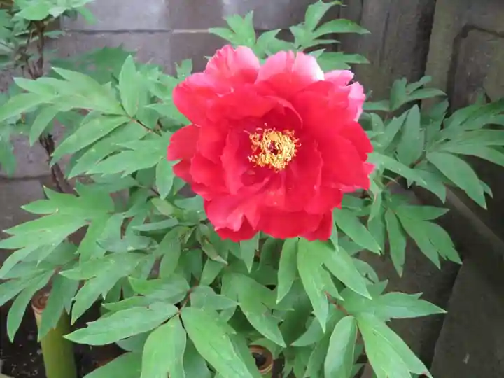 新井薬師(梅照院)の自然