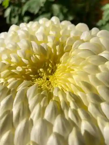 一ノ矢八坂神社(茨城県)