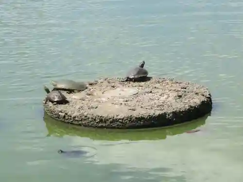 橿原神宮の動物