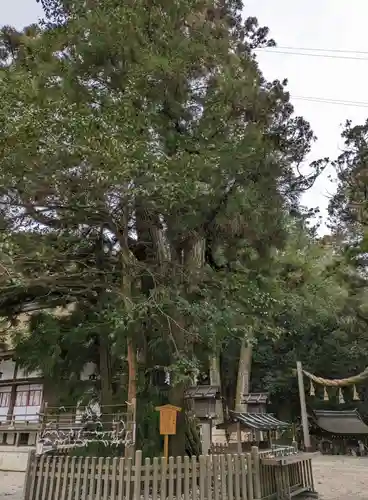 大神神社(奈良県)