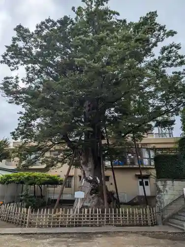 白山神社の自然