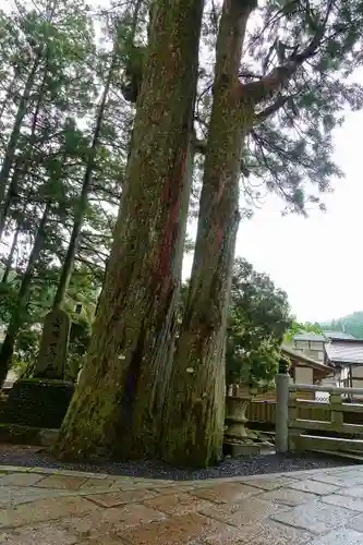 高野山金剛峯寺奥の院の自然