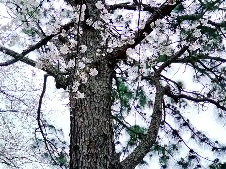 前原御嶽神社の自然