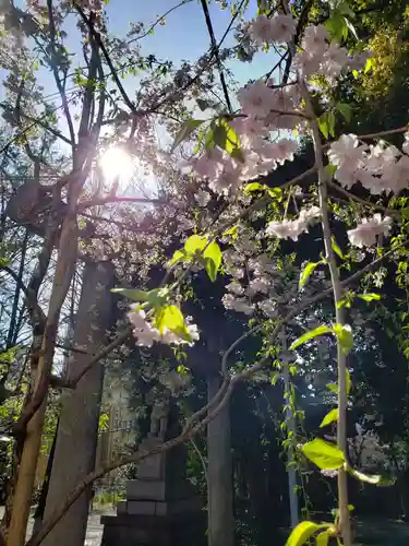 諏訪神社の自然