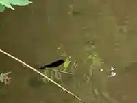 箭神神社の動物