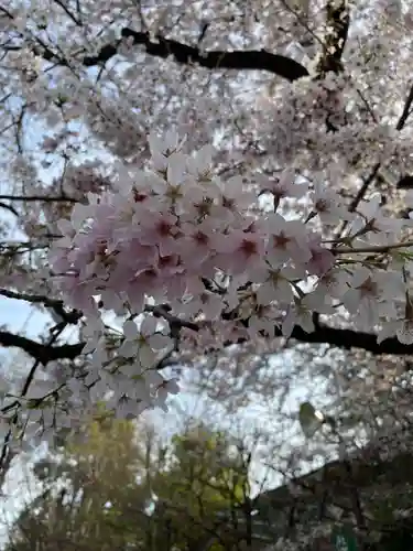 阿佐ヶ谷神明宮の自然