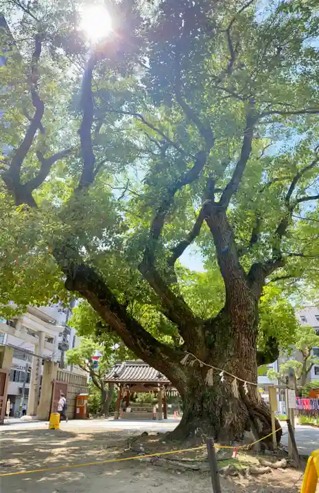 難波神社の自然