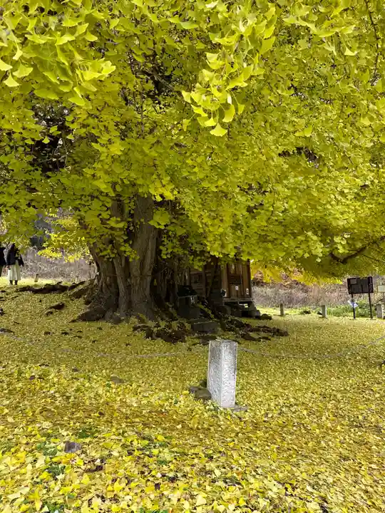 銀杏三寶大荒神(長野県)