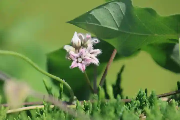 鹿島大神宮の自然